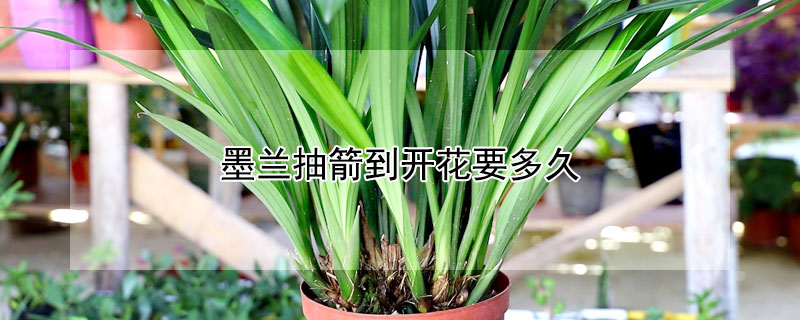 墨兰抽箭到开花要多久 墨兰抽花箭为何会干枯