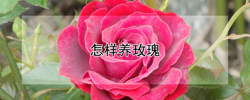 怎样养玫瑰 怎样养玫瑰花束