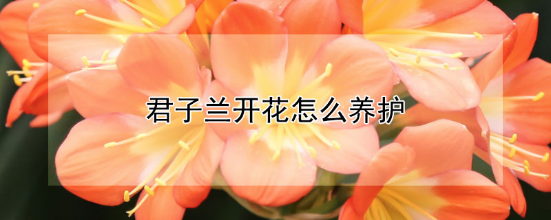 君子兰开花怎么养护（君子兰怎样养护才能开花）