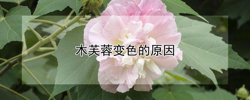 木芙蓉变色的原因 木芙蓉花会变色吗