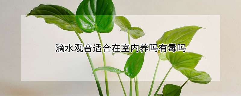 滴水观音适合在室内养吗有毒吗 室内能不能养滴水观音