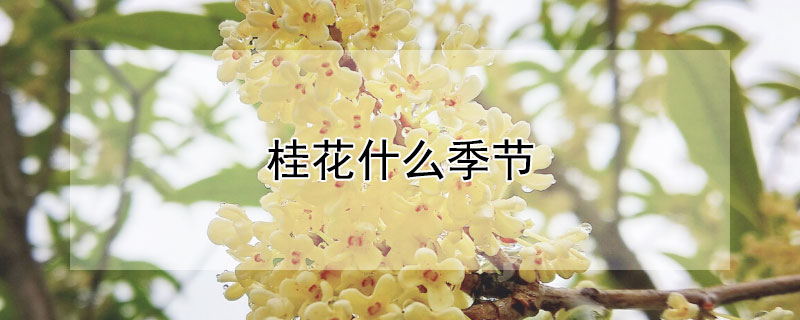 桂花什么季节（桂花什么季节开）