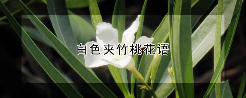 白色夹竹桃花语 白色夹竹桃花的花语