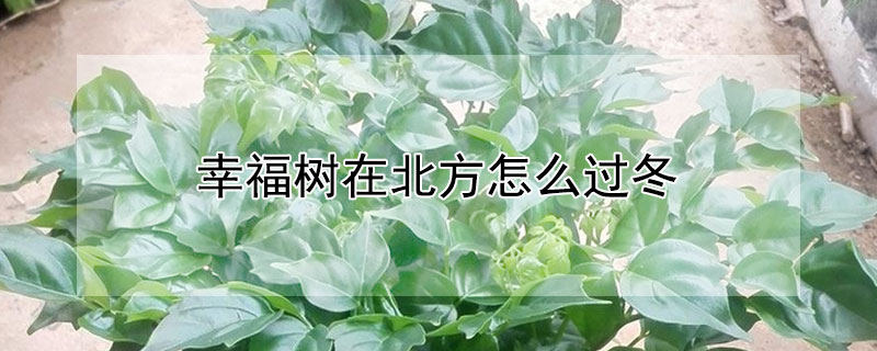 幸福树在北方怎么过冬（幸福树怎么过冬天）