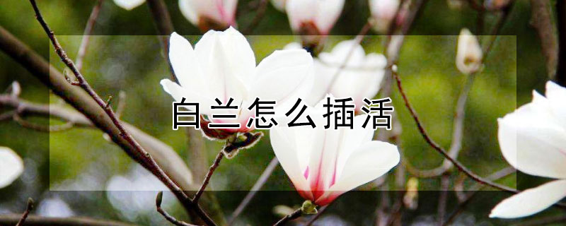 白兰怎么插活 白兰花剪枝能插活吗