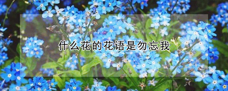 什么花的花语是勿忘我（有一种花的花语叫勿忘我叫什么）