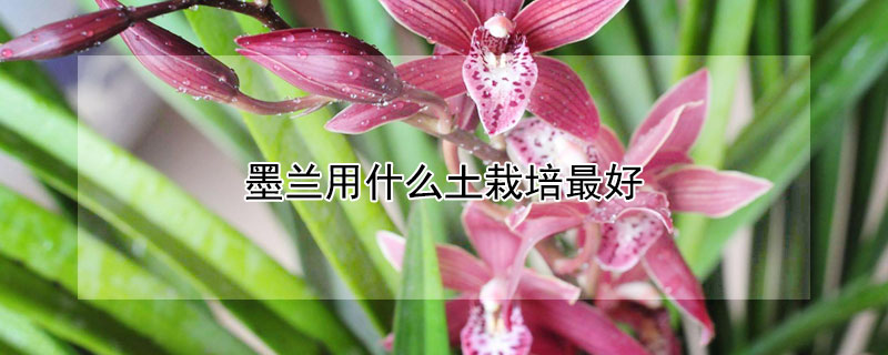 墨兰用什么土栽培最好 墨兰用什么土种植好
