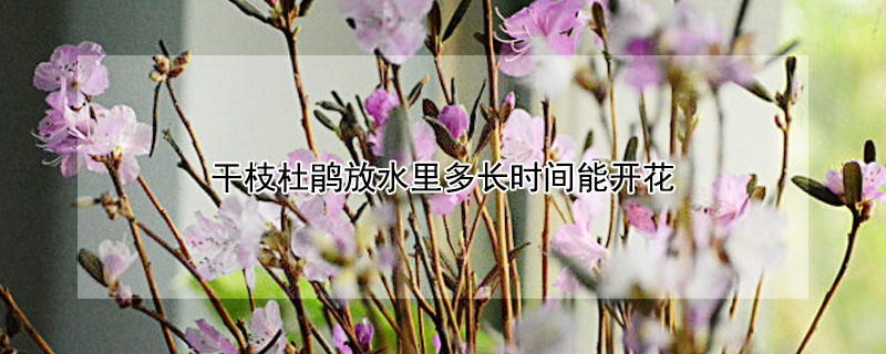 干枝杜鹃放水里多长时间能开花（干枝杜鹃花用什么水可以开花）