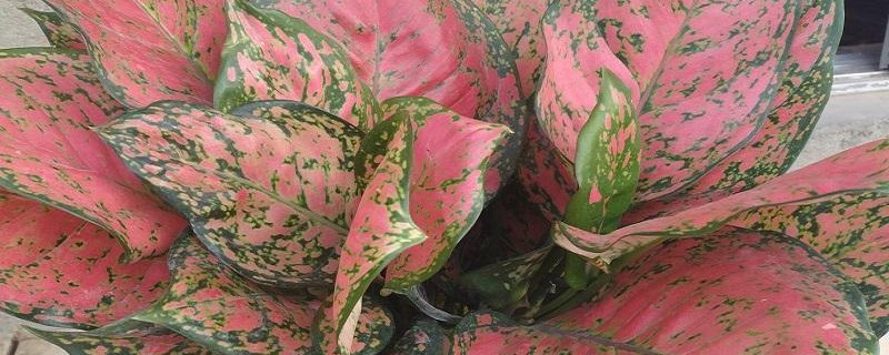 如意皇后开花象征什么 如意皇后开花寓意