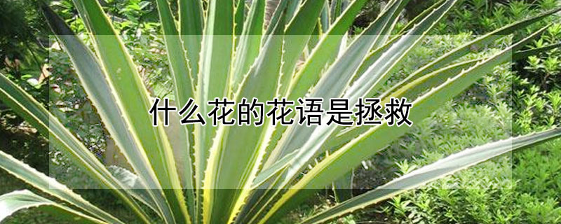 什么花的花语是拯救（什么花的花语是救救我）