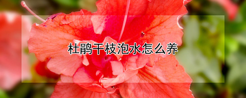 杜鹃干枝泡水怎么养（干杜鹃花枝用什么水泡）
