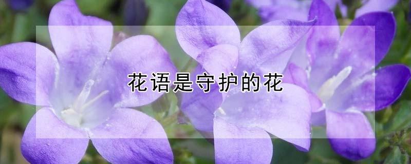 花语是守护的花（花语是守护的花有哪些）