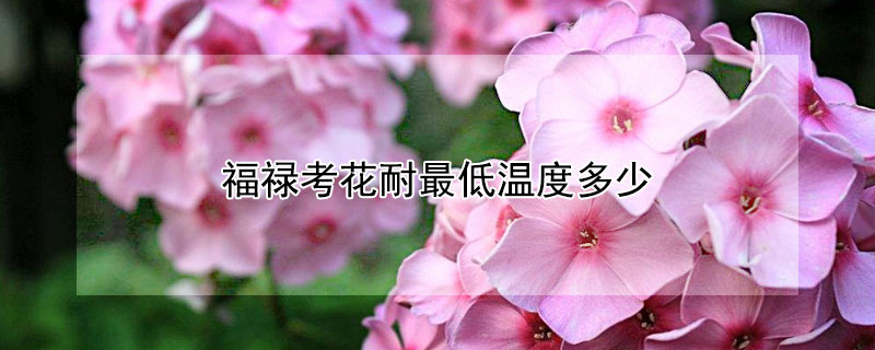 福禄考花耐最低温度多少（福禄桐最低能耐多少度呢）