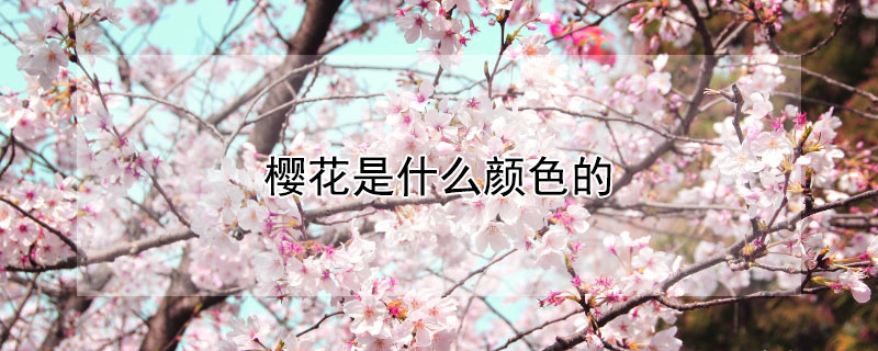 樱花是什么颜色的（樱花是什么颜色的图片）