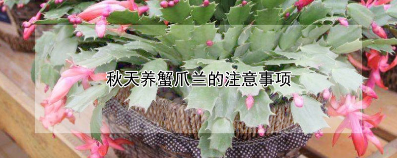 秋天养蟹爪兰的注意事项(秋季如何养蟹爪兰)