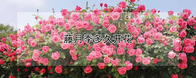 藤月季多久开花（藤本月季一年开几次花）