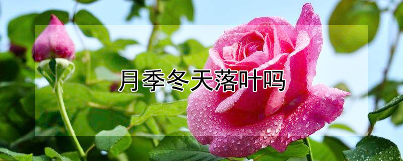 月季冬天落叶吗 月季冬天落叶吗?落叶后怎样修剪