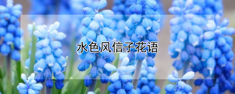 水色风信子花语（水色风信子什么意思）