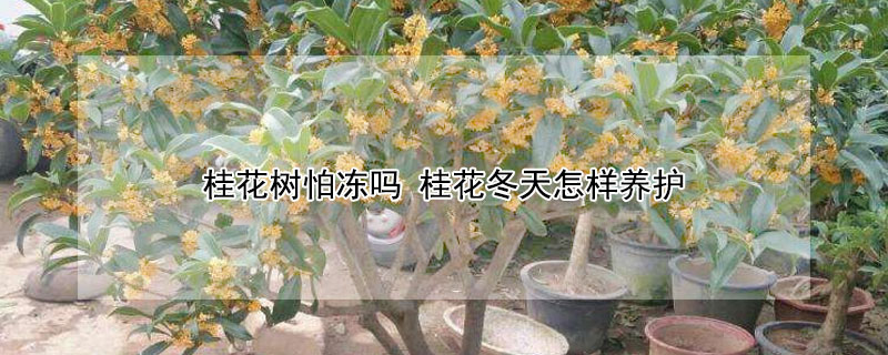 桂花树怕冻吗 桂花树怕冻吗 桂花冬天怎样养护