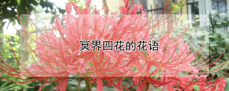 冥界四花的花语 冥界四花的名字