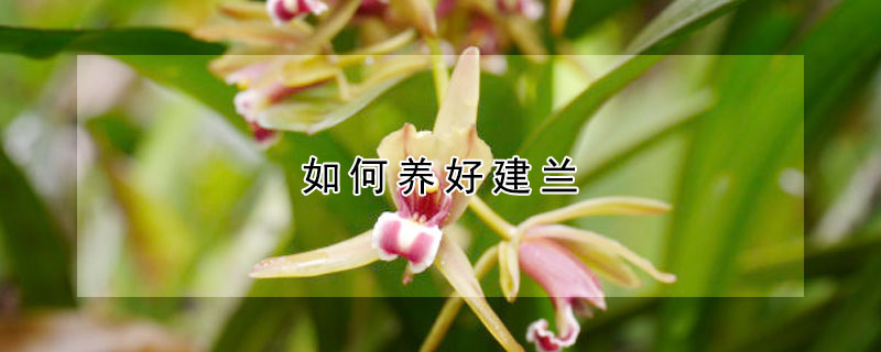 如何养好建兰 建兰如何种植及养护
