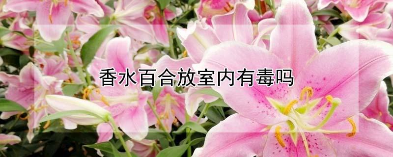 香水百合放室内有毒吗 香水百合花香味有毒吗?能在室内摆放吗?