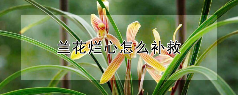 兰花烂心怎么补救 兰花坏了怎么补救