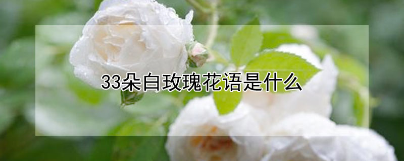 33朵白玫瑰花语是什么（33朵白玫瑰花语是什么意思）