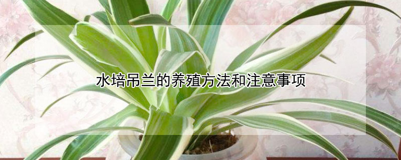 水培吊兰的养殖方法和注意事项(水培吊兰需要注意什么)