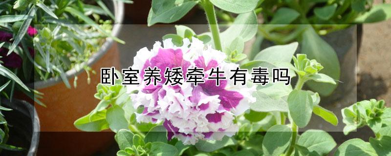 卧室养矮牵牛有毒吗（矮牵牛在室内养有毒吗）