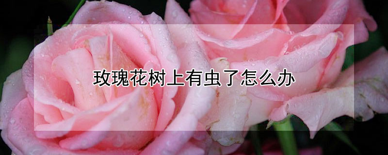 玫瑰花树上有虫了怎么办（玫瑰花树上长虫子怎么办）