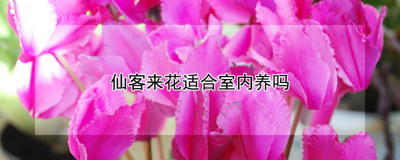 仙客来花适合室内养吗（仙客来花适合在室内养吗）