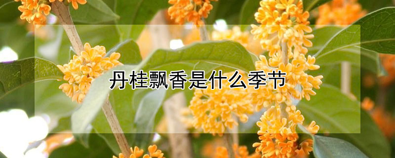 丹桂飘香是什么季节(鸟语花香是什么季节)