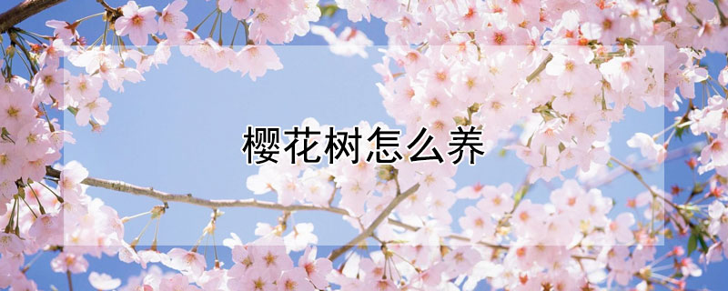 樱花树怎么养（樱花树怎么养活）
