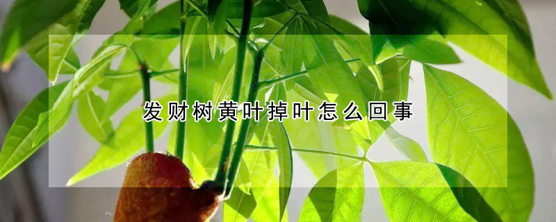发财树黄叶掉叶怎么回事 发财树黄叶掉叶怎么回事怎么办