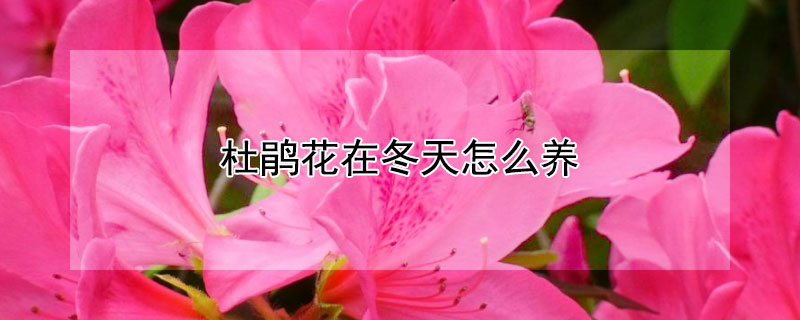 杜鹃花在冬天怎么养（冬天的杜鹃花怎么养活）