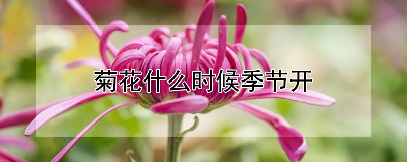 菊花什么时候季节开 菊花什么时候开菊花什么季节开