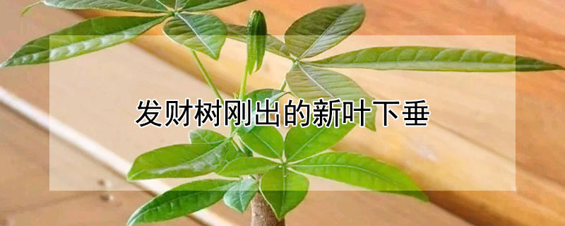 发财树刚出的新叶下垂 发财树刚长的嫩叶是下垂的吗