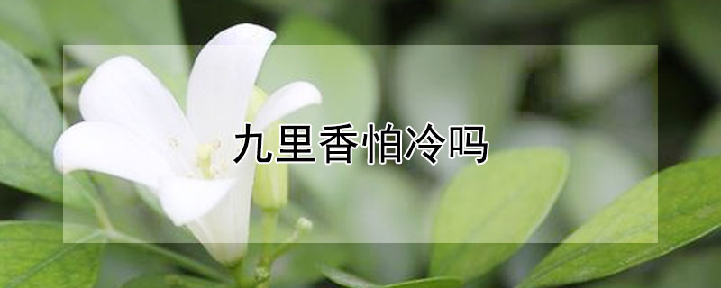 九里香怕冷吗(九里香怕高温吗)