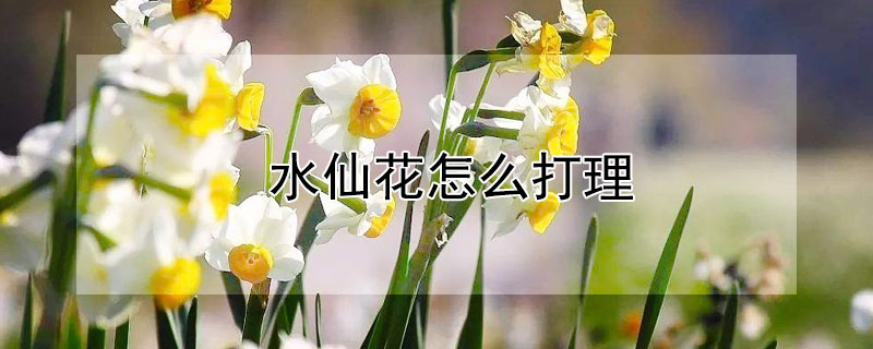 水仙花怎么打理 水仙花怎么打理?
