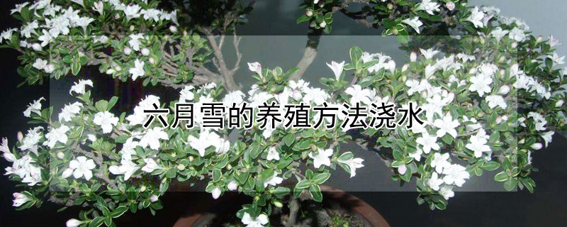 六月雪的养殖方法浇水 六月雪怎样浇水