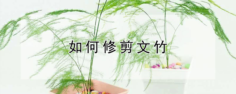 如何修剪文竹 如何修剪文竹能让它长得更茂密