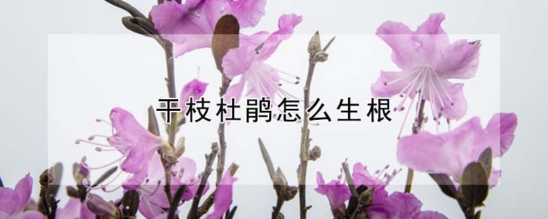 干枝杜鹃怎么生根 干枝杜鹃能长根吗