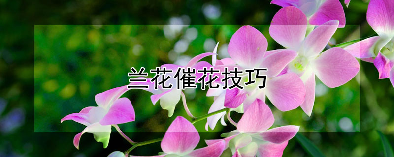 兰花催花技巧 兰花催花技巧兰花没有根还养的活吗