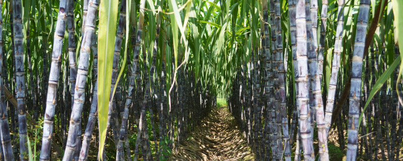 甘蔗象征寓意（甘蔗 寓意）