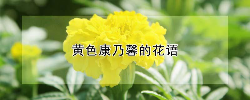 黄色康乃馨的花语（黄色康乃馨的花语是什么）