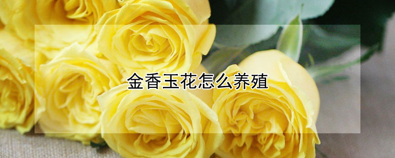 金香玉花怎么养殖（金香玉花好养吗）
