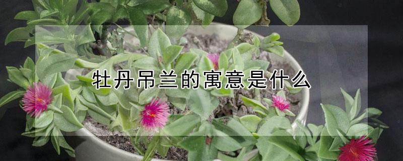 牡丹吊兰的寓意是什么 吊兰花的寓意是什么?