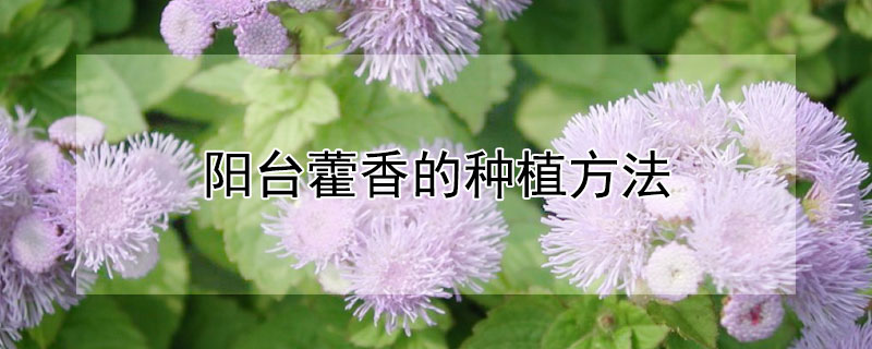 阳台藿香的种植方法 藿香盆栽如何种植技术