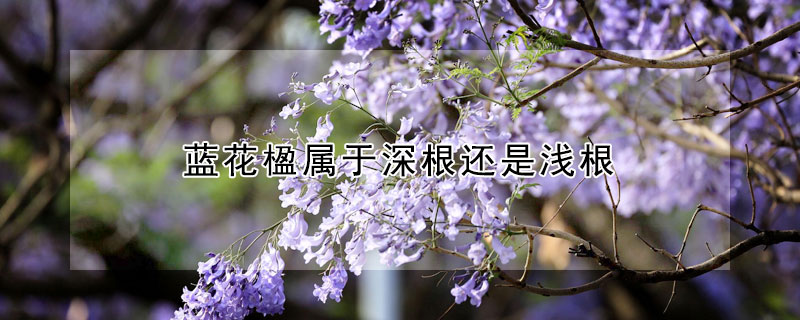 蓝花楹属于深根还是浅根（蓝花楹裸根好栽不）